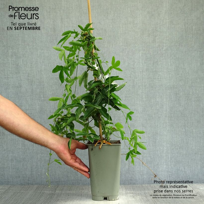 Exemplar von Passionsblume Victoria - Passiflora Topf mit 2L/3L wie im Herbst geliefert