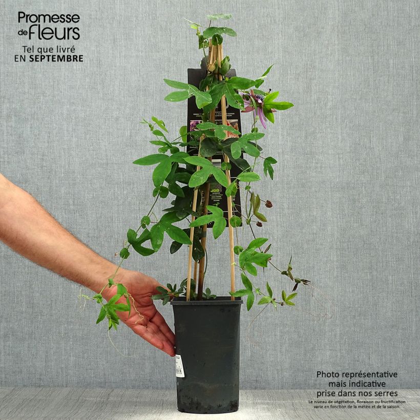 Exemplar von Passionsblume Lavender Lady - Passiflora Topf mit 2L/3L wie im Herbst geliefert