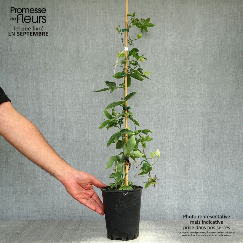 Exemplar von Passionsblume Damsel's Delight - Passiflora Topf mit 2L/3L wie im Herbst geliefert