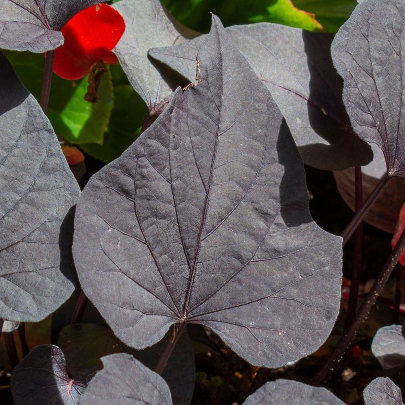 Süßkartoffel Sakura - Ipomoea batatas (Laub)