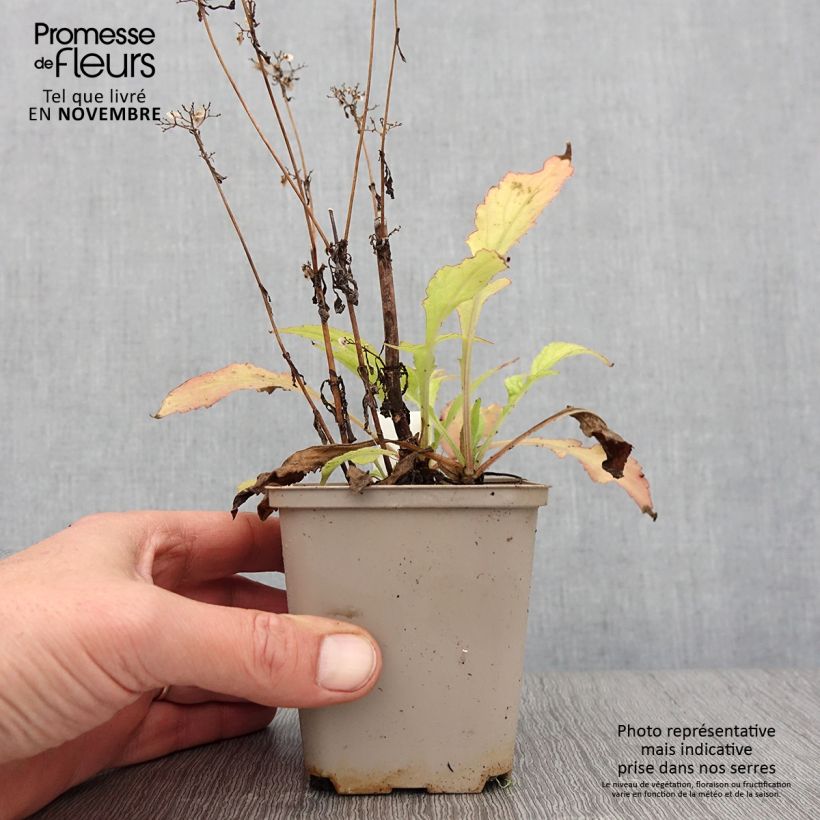 Exemplar von Patrinia monandra - Goldbaldrian Kleine Töpfe von 8/9 cm wie im Herbst geliefert
