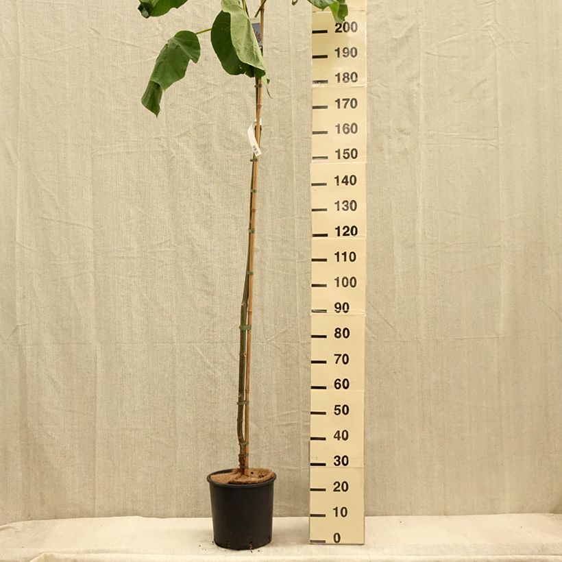 Exemplar von Paulownia fortunei Fast Blue Minfast - Blauglockenbaum Topf mit 12L/15L wie im Herbst geliefert