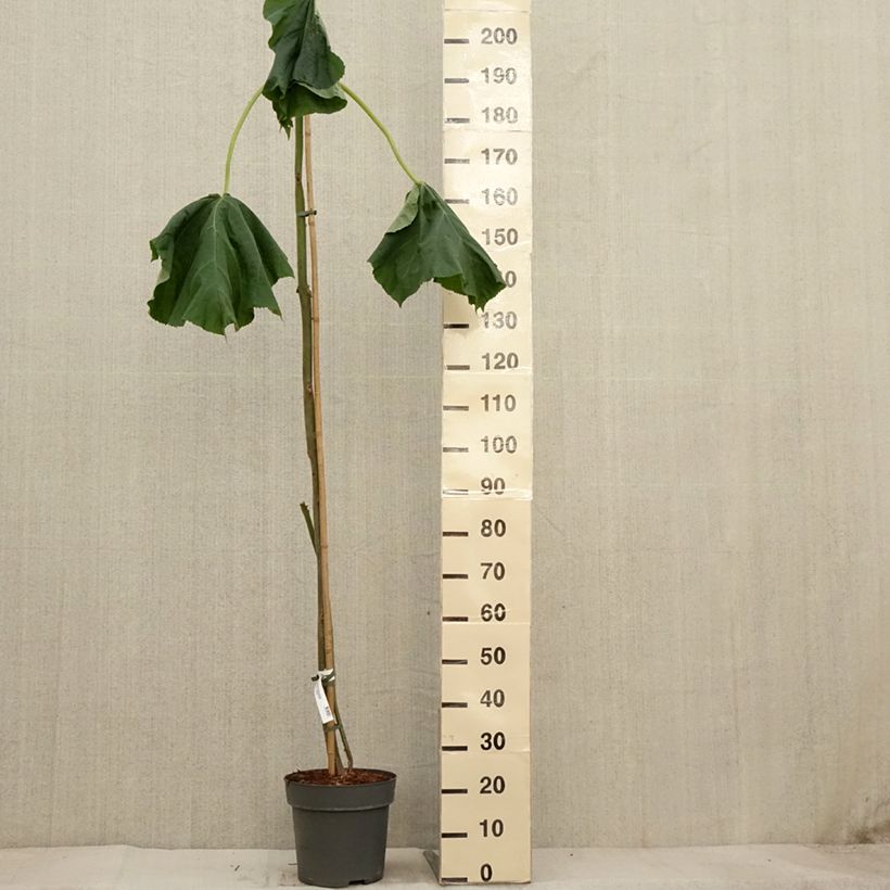 Exemplar von Paulownia tomentosa - Blauglockenbaum Topf mit 7,5L/10L wie im Herbst geliefert
