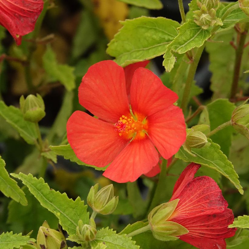Pavonia Flamboyant (Blüte)