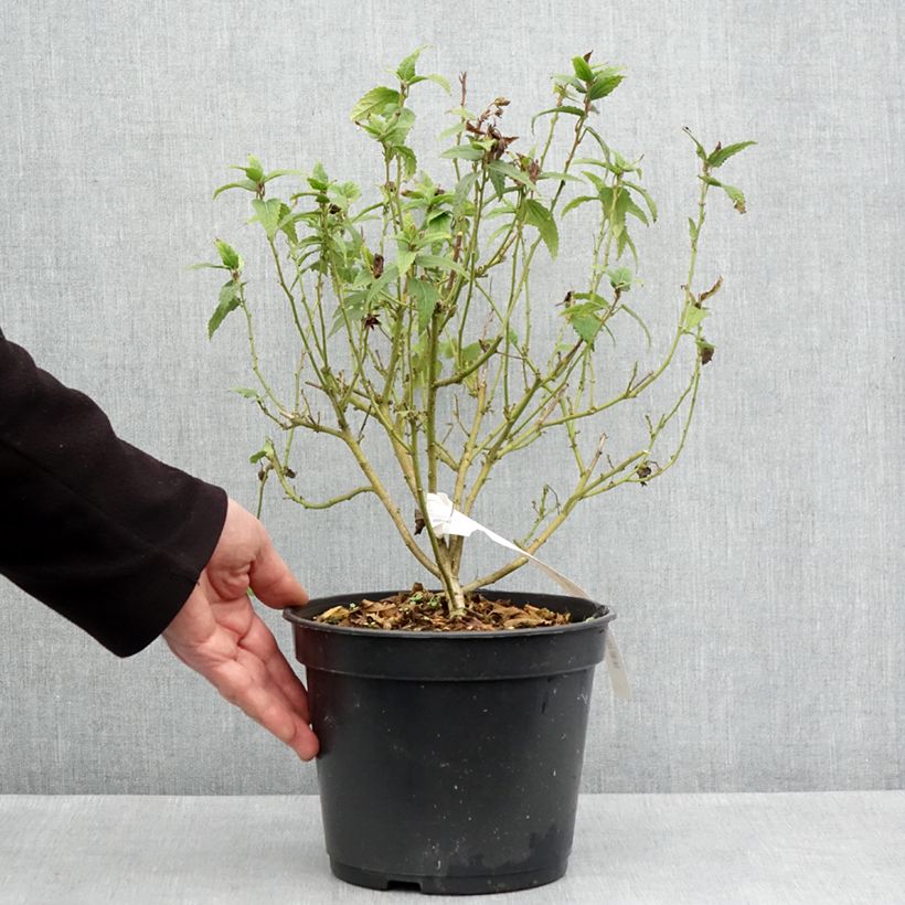 Exemplar von Pavonia Flamboyant Topf mit 4L/5L wie im Frühjahr geliefert