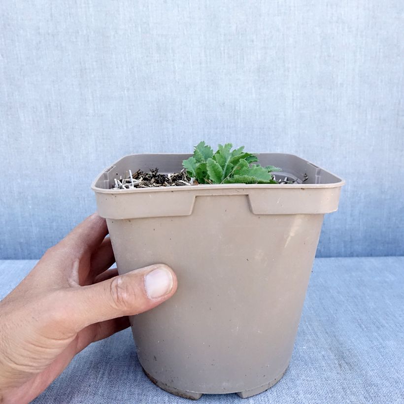 Exemplar von Orientalischer Mohn Little Dancing Girl - Papaver orientale Topf mit 2L/3L wie im Sommer geliefert