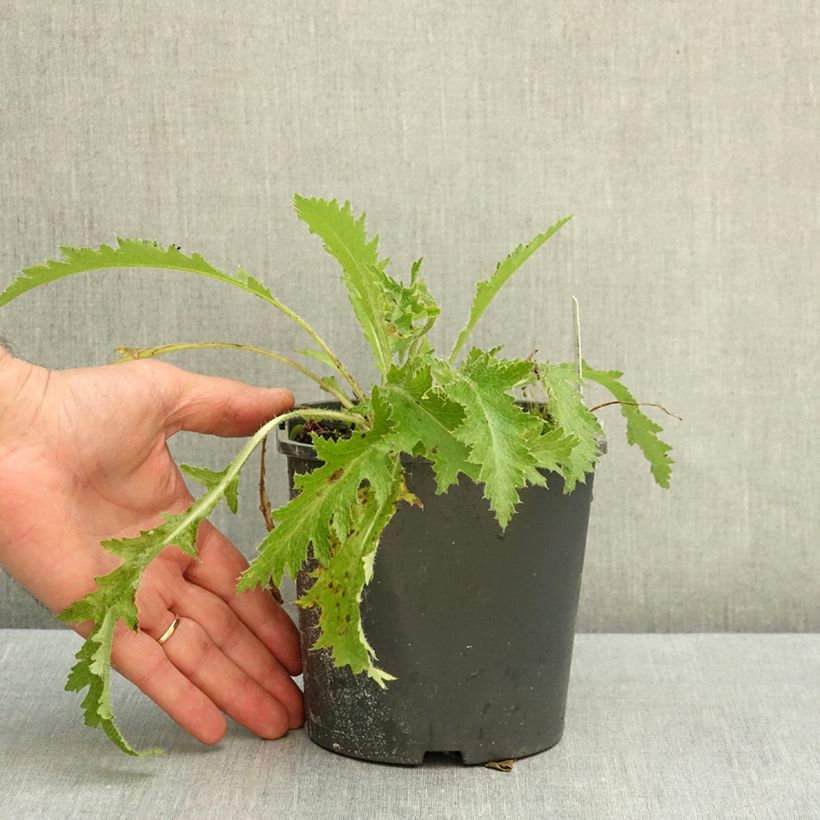 Exemplar von Orientalischer Mohn Manhattan - Papaver orientale Topf mit 2L/3L wie im Herbst geliefert