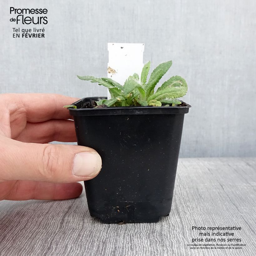 Exemplar von Orientalischer Mohn May Queen - Papaver orientale Kleine Töpfe von 8/9 cm wie im Winter geliefert