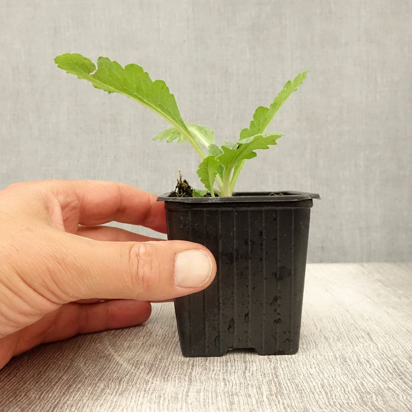 Exemplar von Orientalischer Mohn Patty's Plum - Papaver orientale Kleine Töpfe von 8/9 cm wie im Sommer geliefert