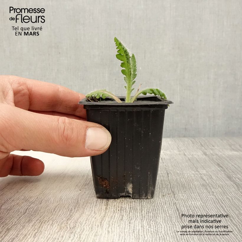 Exemplar von Orientalischer Mohn Princess Victoria Louise - Papaver orientale Kleine Töpfe von 7/8 cm wie im Frühjahr geliefert