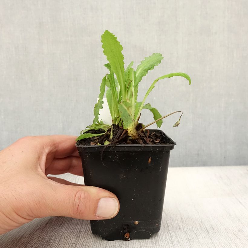 Exemplar von Orientalischer Mohn Royal Wedding - Papaver orientale Kleine Töpfe von 7/8 cm wie im Herbst geliefert