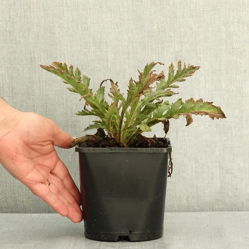 Exemplar von Orientalischer Mohn Pink Perfection - Papaver orientale Topf mit 2L/3L wie im Sommer geliefert