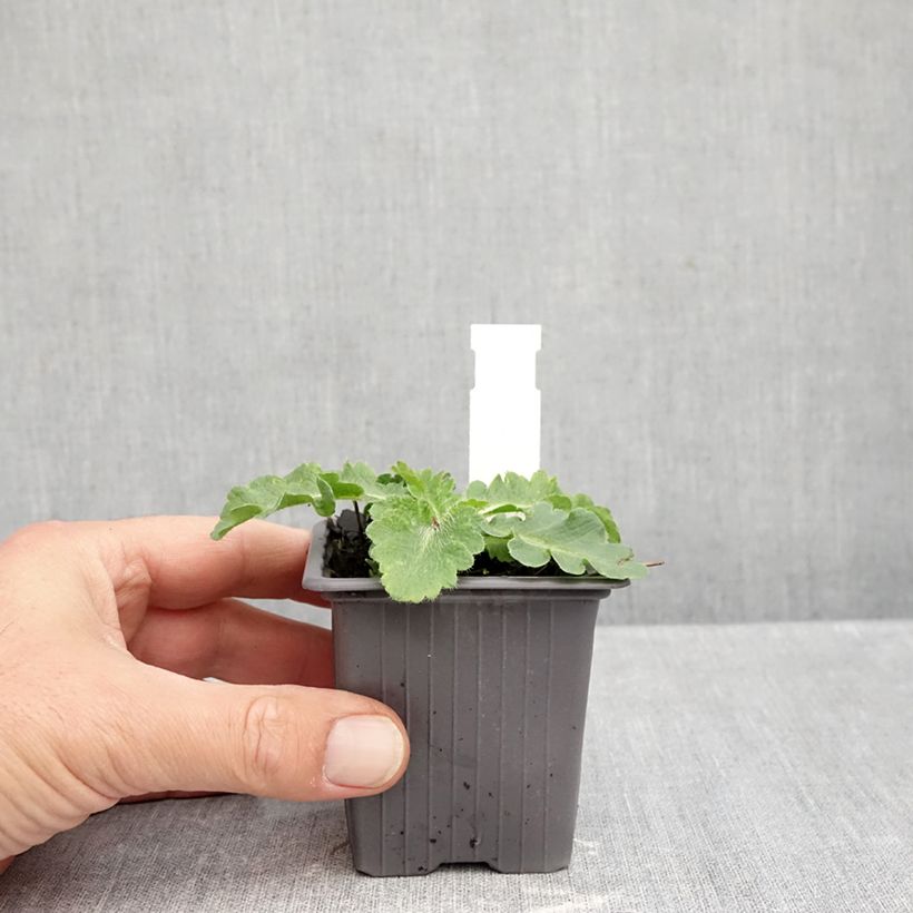 Exemplar von Orientalischer Mohn Red Rumble - Papaver orientale Kleine Töpfe von 8/9 cm wie im Herbst geliefert