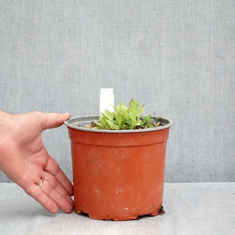 Exemplar von Orientalischer Mohn Royal Chocolate Distinction - Papaver orientale Topf mit 2L/3L wie im Herbst geliefert