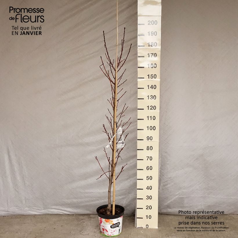 Exemplar von Zierpfirsich Taoflora Red - Prunus persica Topf mit 7,5L/10L wie im Winter geliefert