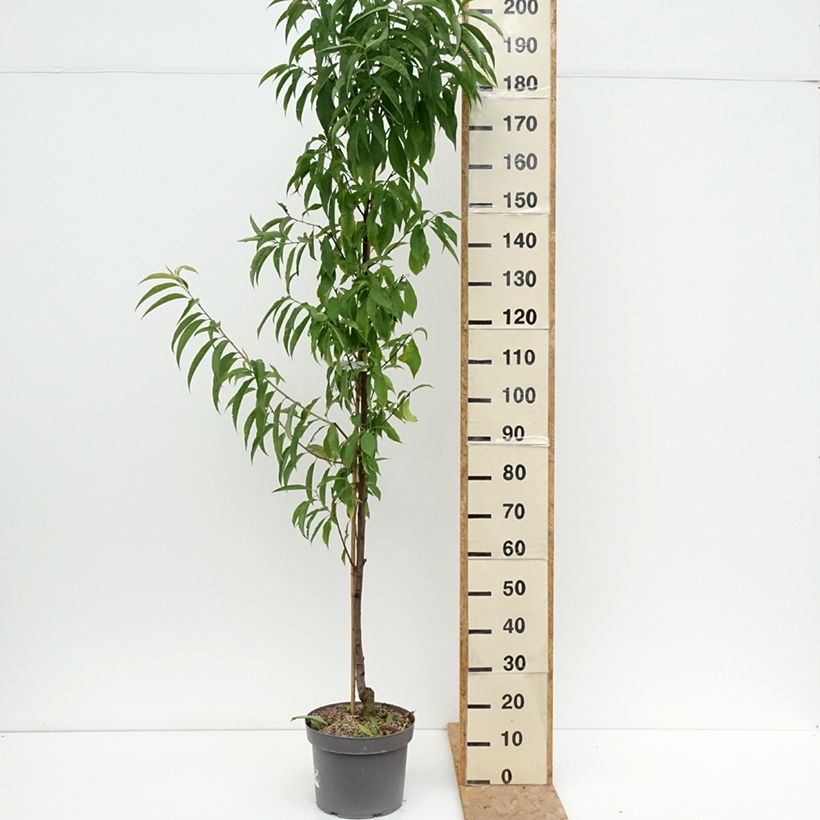 Exemplar von Zierpfirsich Taoflora Red - Prunus persica Topf mit 7,5L/10L, Stämmchen wie im Sommer geliefert