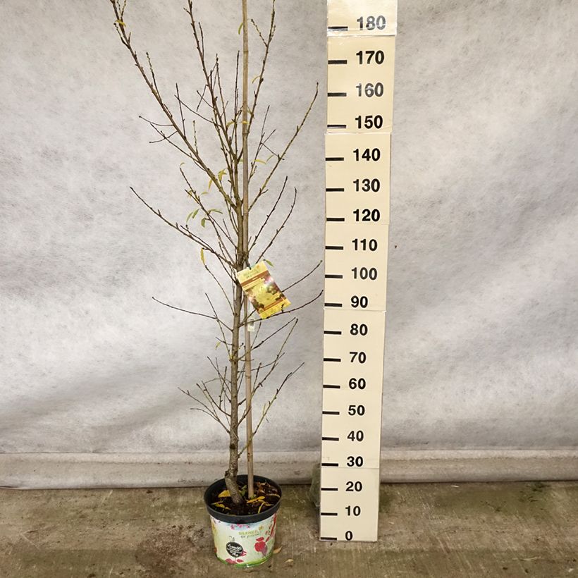 Exemplar von Zierpfirsich Taoflora White - Prunus persica Topf mit 7,5L/10L wie im Herbst geliefert