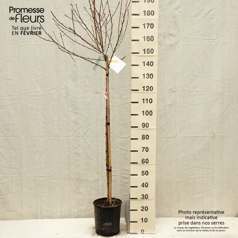 Exemplar von Pfirsich Amsden - Prunus persica Topf mit 7,5L/10L, Halbstamm wie im Winter geliefert