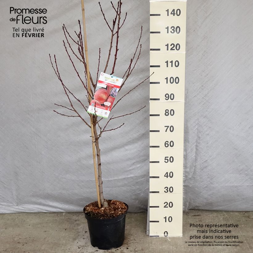Exemplar von Pfirsich Amsden - Prunus persica Topf mit 7,5L/10L, Gobelet-Form wie im Winter geliefert