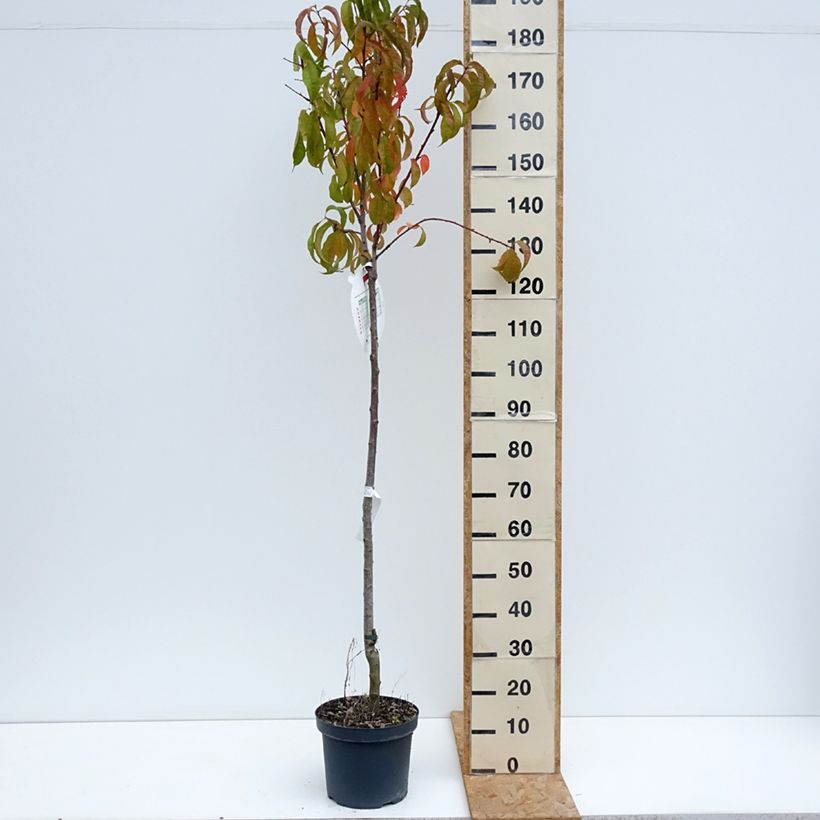 Exemplar von Pfirsich Amsden - Prunus persica Topf mit 7,5L/10L, Halbstamm wie im Sommer geliefert