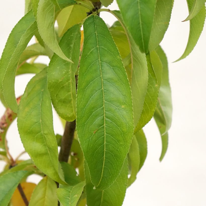 Pfirsich Amsden - Prunus persica (Laub)
