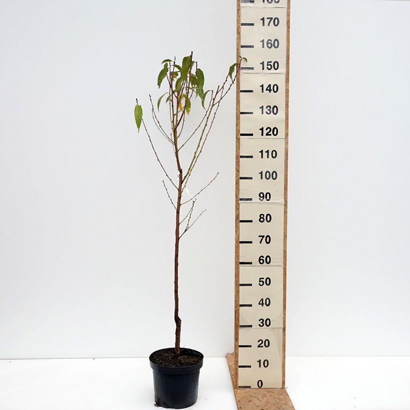 Exemplar von Pfirsich Bénédicte - Prunus persica Topf mit 7,5L/10L, Gobelet-Form wie im Herbst geliefert