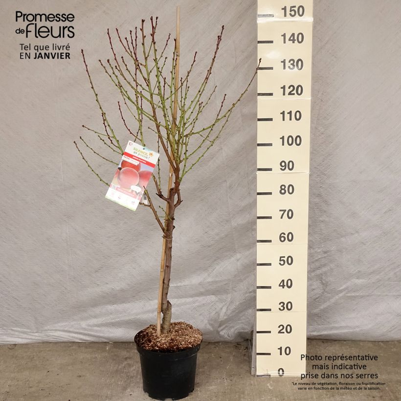 Exemplar von Pfirsich Charles Ingouf - Prunus persica Topf mit 7,5L/10L, Gobelet-Form wie im Winter geliefert