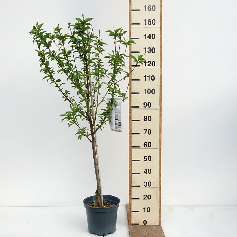 Exemplar von Pfirsich Charles Ingouf - Prunus persica Topf mit 7,5L/10L, Gobelet-Form wie im Frühjahr geliefert