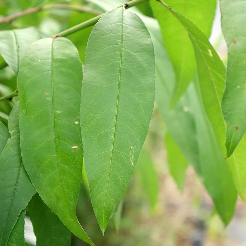 Pfirsich Vigne blanche - Prunus persica (Laub)