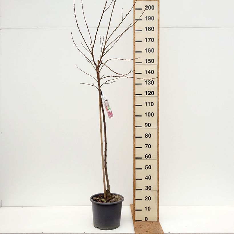 Exemplar von Pfirsich Vigne Sanguine - Prunus persica Topf mit 7,5L/10L, Gobelet-Form wie im Herbst geliefert