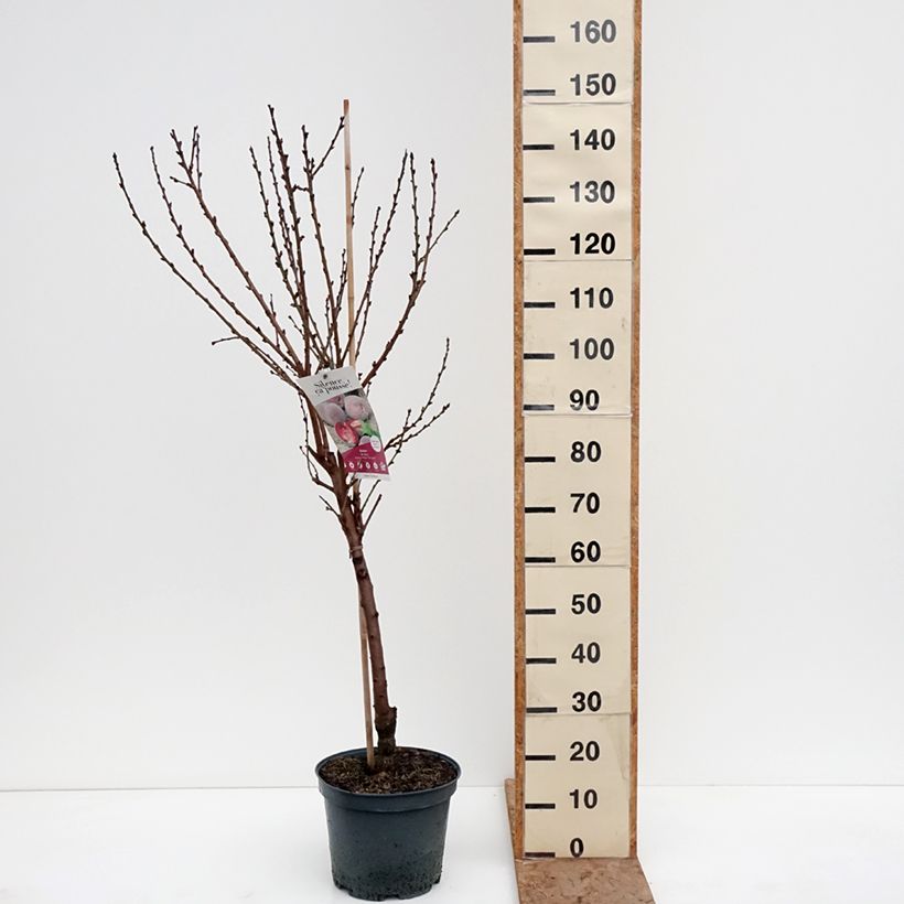 Exemplar von Pfirsich Vigne Sanguine - Prunus persica Topf mit 7,5L/10L, Gobelet-Form wie im Winter geliefert