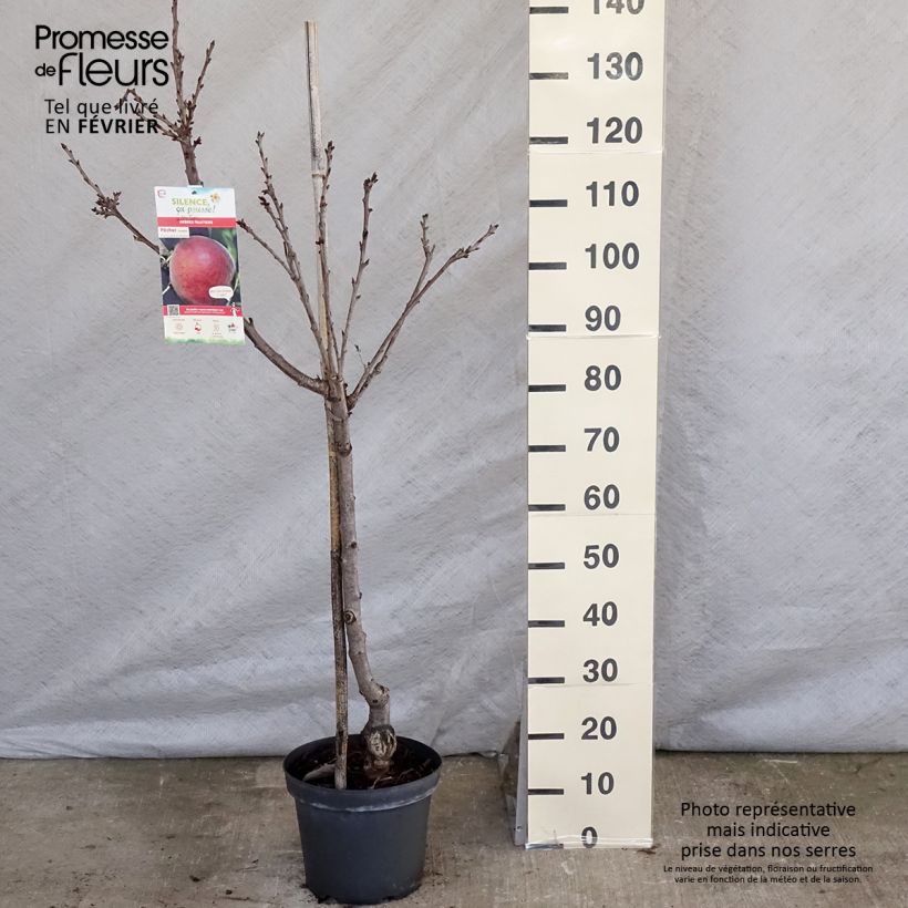 Exemplar von Pfirsich Dixired - Prunus persica Topf mit 7,5L/10L, Gobelet-Form wie im Winter geliefert