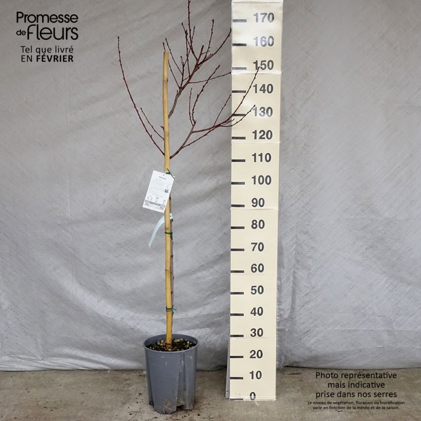 Exemplar von Pfirsich J.H. Hale - Prunus persica Topf mit 7,5L/10L, Halbstamm wie im Winter geliefert