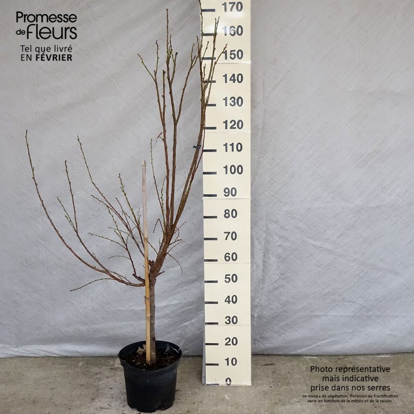 Exemplar von Pfirsich Michelini - Prunus persica Topf mit 7,5L/10L, Gobelet-Form wie im Winter geliefert