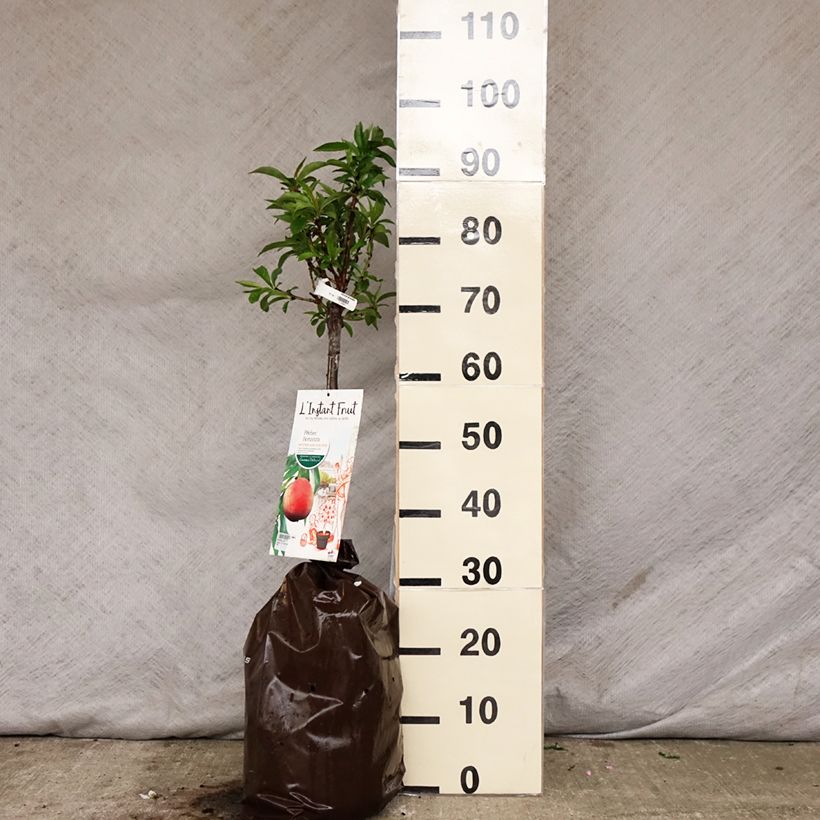 Exemplar von Pfirsich Bonanza - Prunus persica Plug "Fertig-zum-Pflanzen", 1/4 Stängel wie im Frühjahr geliefert