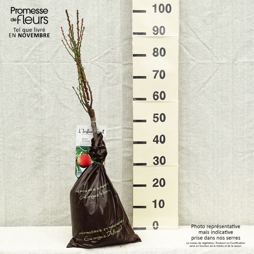 Exemplar von Pfirsich Bonanza - Prunus persica Plug "Fertig-zum-Pflanzen", 1/4 Stängel wie im Herbst geliefert