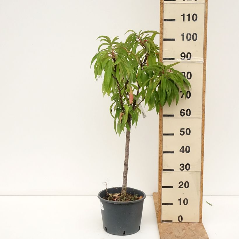 Exemplar von Pfirsich Bonanza - Prunus persica Topf mit 7,5L/10L, 1/4 Stängel wie im Sommer geliefert