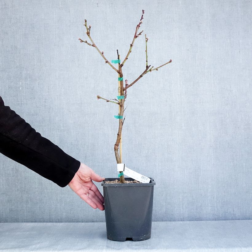 Exemplar von Zwerg-Pfirsich Fruit Me Peach Me Donut - Prunus persica Topf mit 4L/5L, Zwergform wie im Winter geliefert