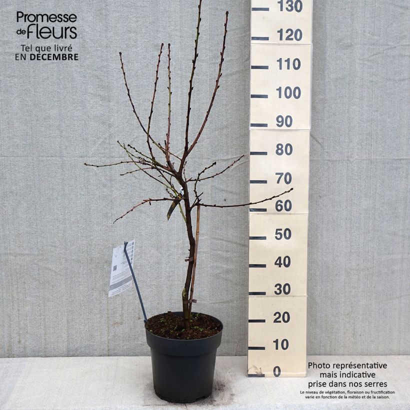 Exemplar von Zwerg-Pfirsich Ice Peach Gelo Fruit Me - Prunus persica Topf mit 7,5L/10L, Zwergform wie im Herbst geliefert