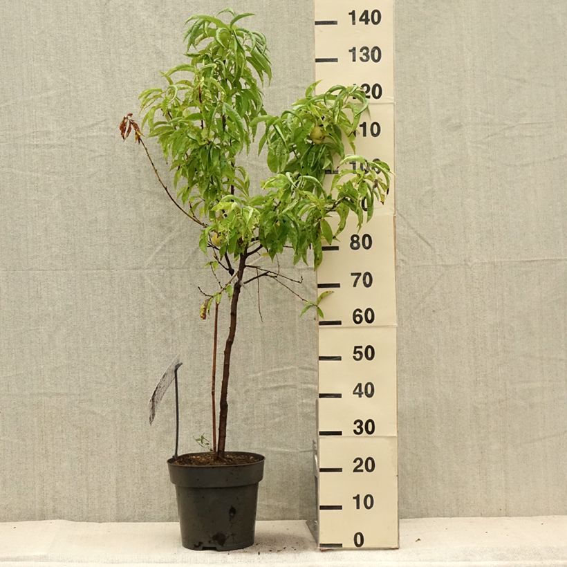 Exemplar von Zwerg-Pfirsich Ice Peach Gelo Fruit Me - Prunus persica Topf mit 7,5L/10L, 1/4 Stängel wie im Sommer geliefert