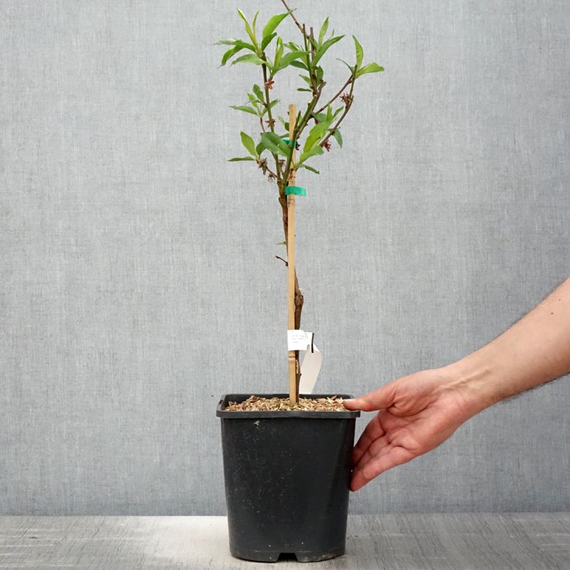 Exemplar von Zwerg-Nektarine Fruit Me Necta Me - Prunus persica Topf mit 4L/5L, Zwergform wie im Frühjahr geliefert