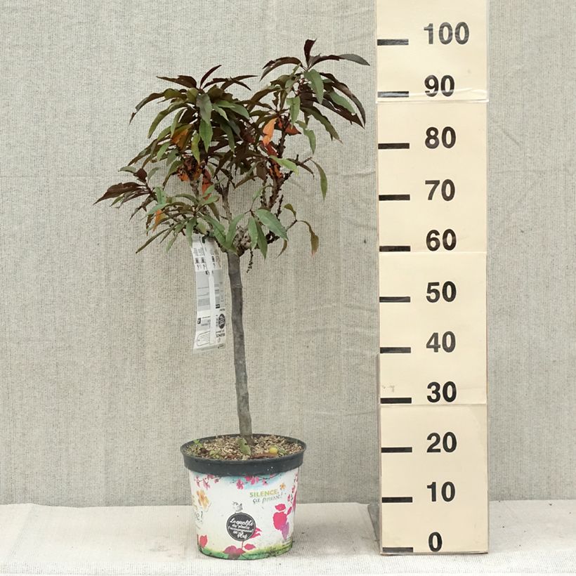 Exemplar von Pfirsich Crimson 'Bonfire' - Prunus persica Topf mit 6L/7L, Zwergform wie im Sommer geliefert