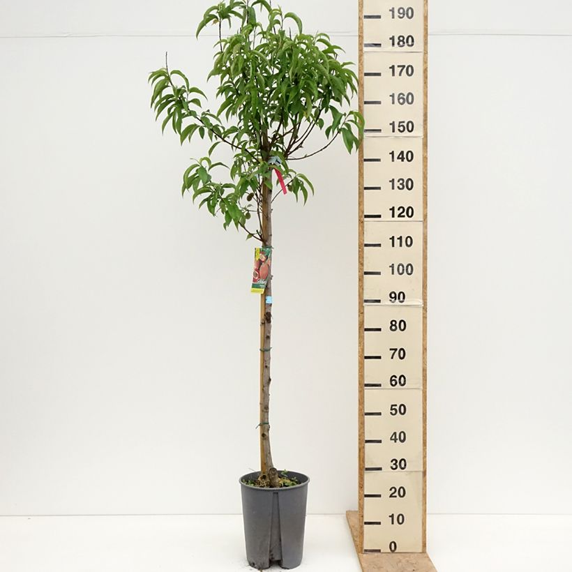 Exemplar von Pfirsich Sanguine - Prunus persica Topf mit 7,5L/10L, Halbstamm wie im Frühjahr geliefert