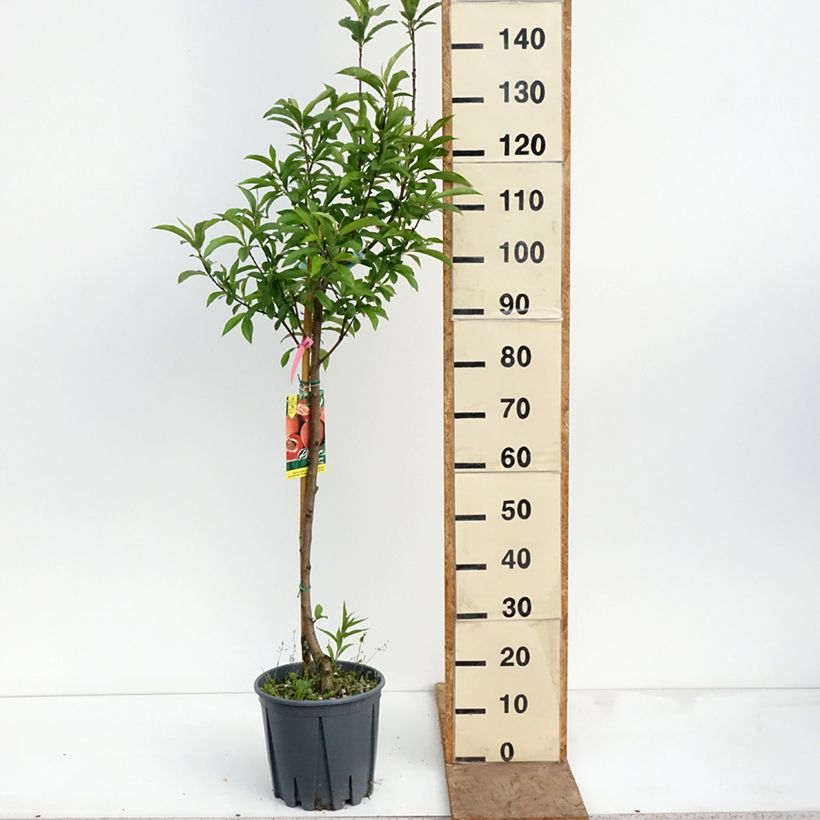 Exemplar von Pfirsich Sanguine - Prunus persica Topf mit 7,5L/10L, Gobelet-Form wie im Frühjahr geliefert