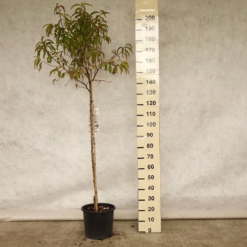 Exemplar von Pfirsich Redhaven - Prunus persica Topf mit 7,5L/10L, Halbstamm wie im Sommer geliefert