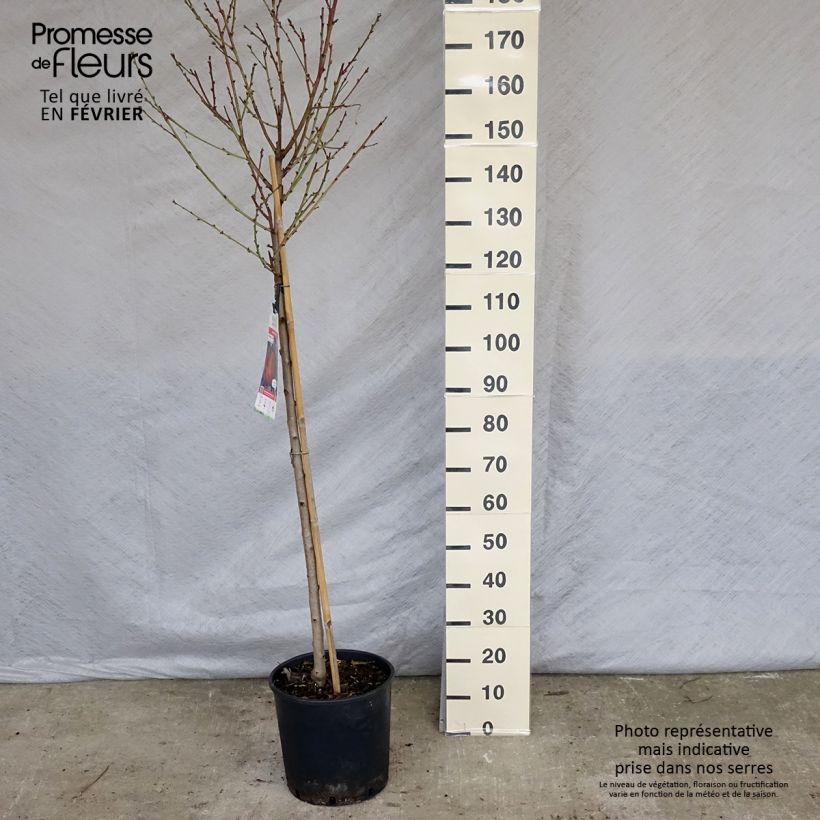 Exemplar von Pfirsich Redhaven - Prunus persica Topf mit 7,5L/10L, Halbstamm wie im Winter geliefert