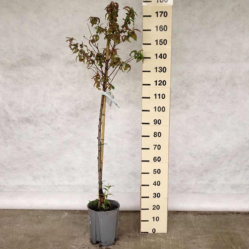 Exemplar von Pfirsich Redhaven - Prunus persica Topf mit 7,5L/10L, Halbstamm wie im Frühjahr geliefert