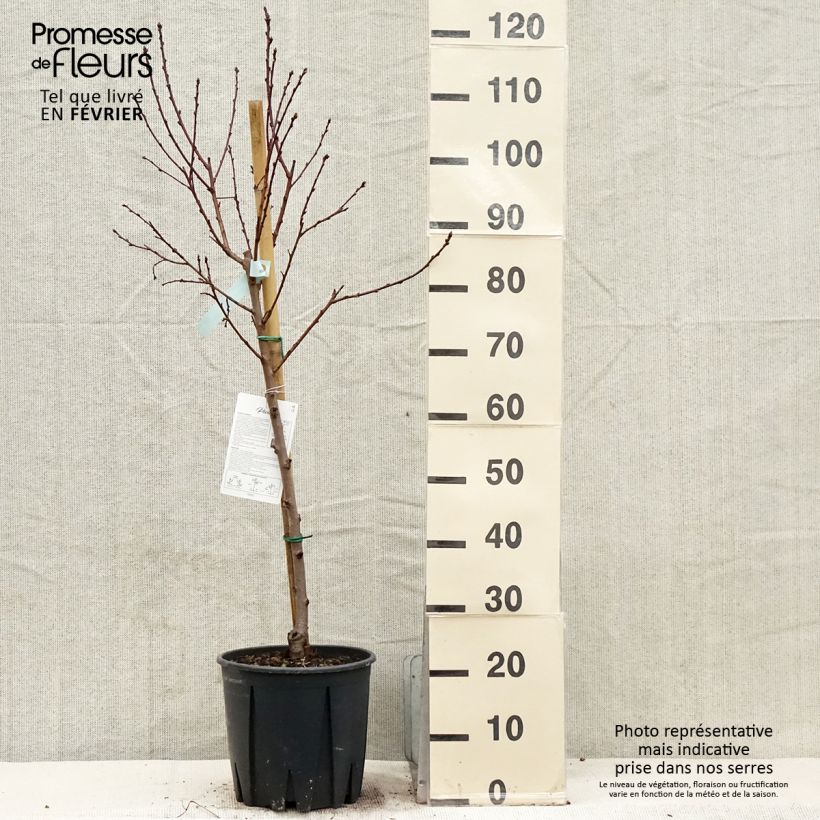 Exemplar von Pfirsich Reine des Vergers - Prunus persica Topf mit 7,5L/10L, Gobelet-Form wie im Winter geliefert