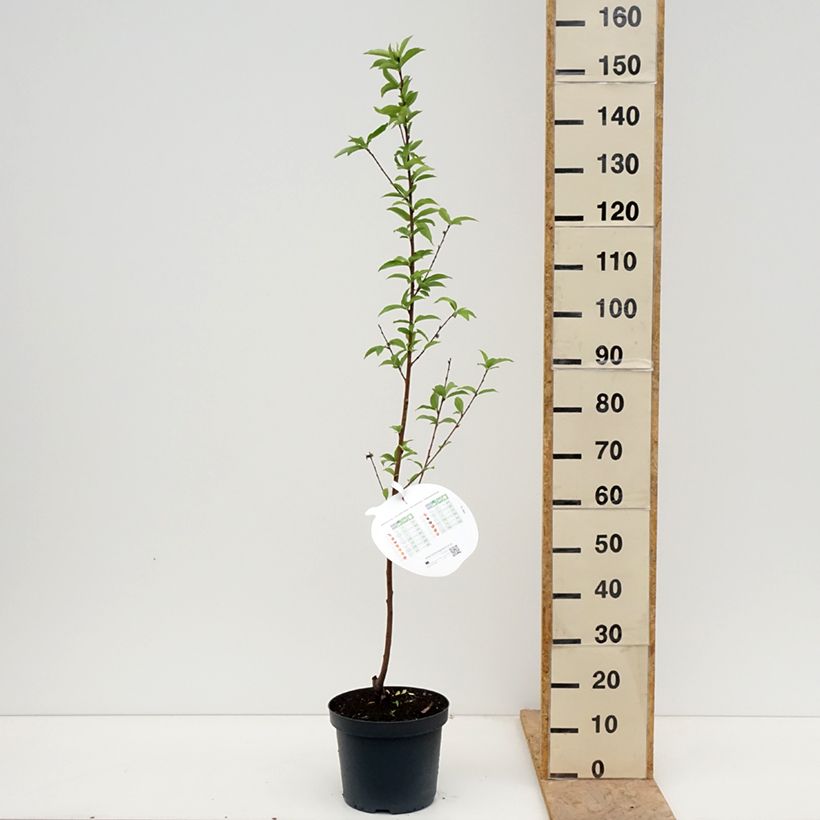 Exemplar von Pfirsich Reine des Vergers - Prunus persica Topf mit 7,5L/10L, Gobelet-Form wie im Frühjahr geliefert