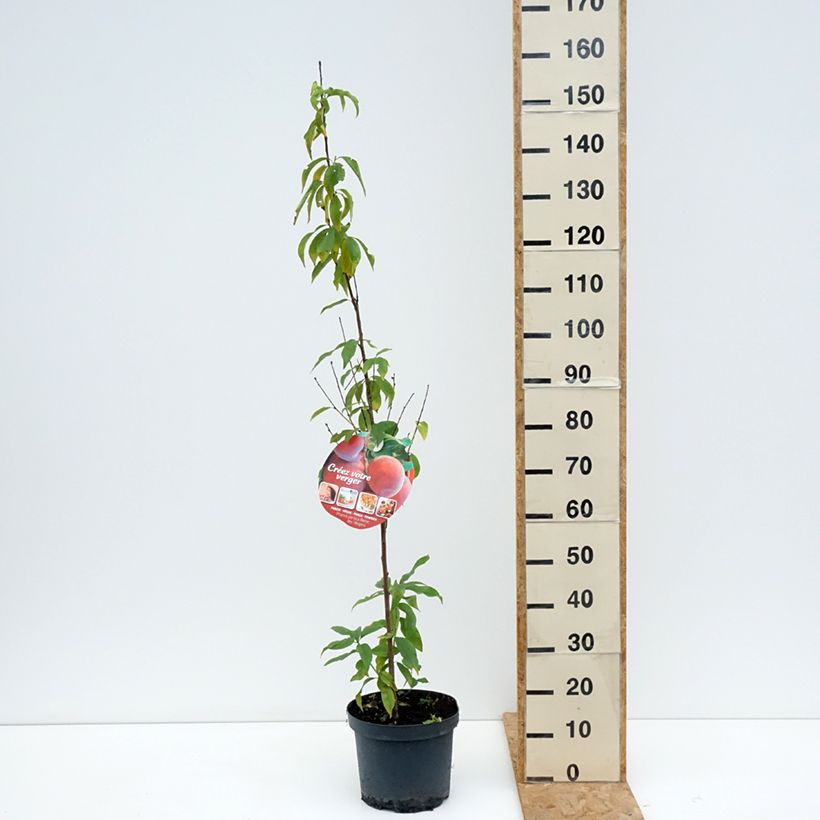 Exemplar von Pfirsich Reine des Vergers - Prunus persica Topf mit 7,5L/10L, Gobelet-Form wie im Sommer geliefert